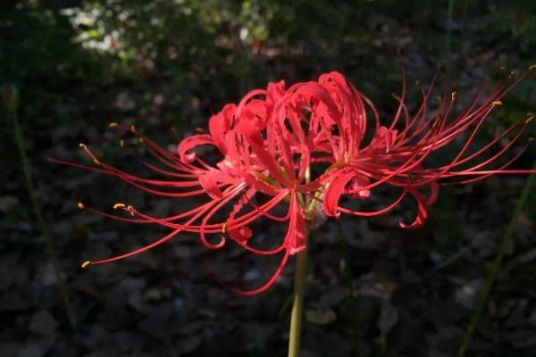 彼岸花水培養(yǎng)種植方法