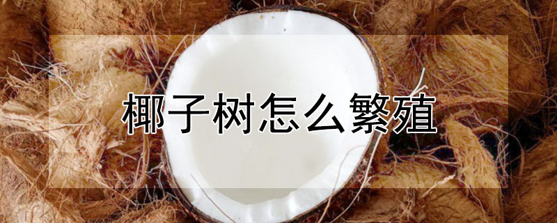 椰子樹怎么繁殖