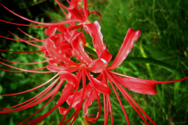 彼岸花春天開花嗎