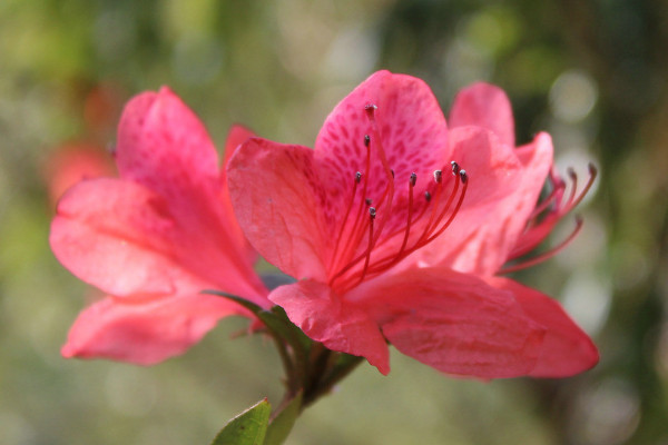 杜鵑花有幾個(gè)品種