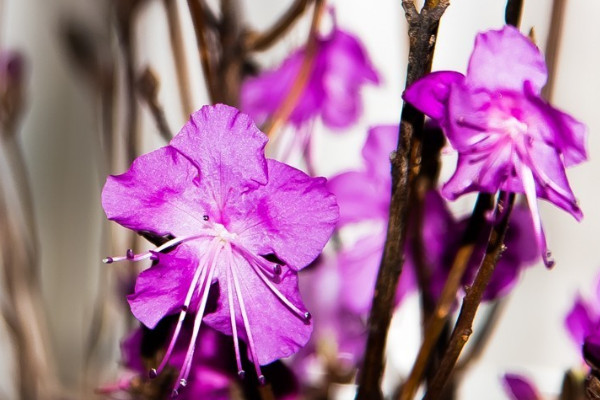 干杜鵑花泡多久能開花