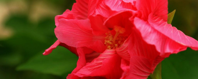 芙蓉花和芙蓉樹一樣嗎