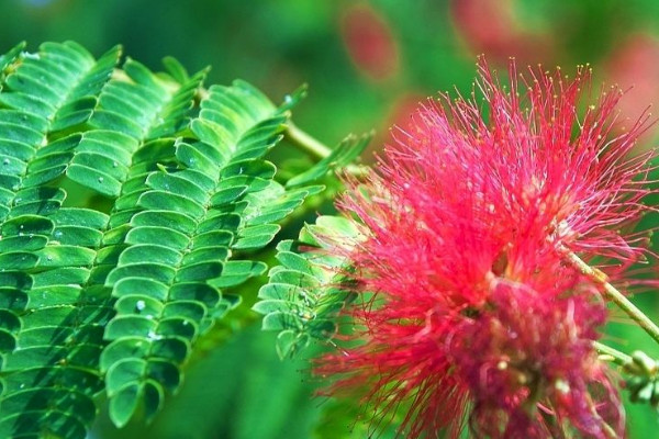 芙蓉花和芙蓉樹一樣嗎