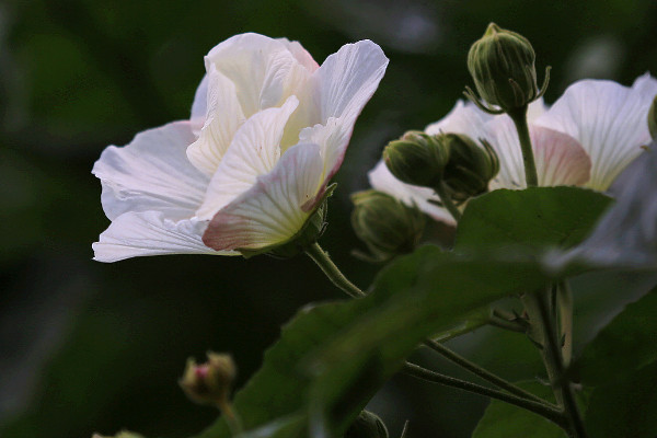 芙蓉花和芙蓉樹一樣嗎