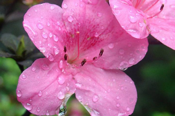 帶花苞的杜鵑花怎么澆水