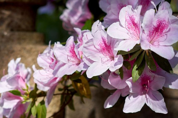 杜鵑花是宿根花卉嗎