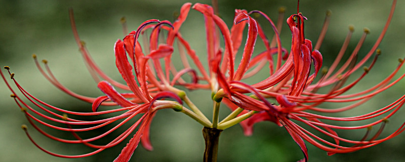 彼岸花對人有什么害處