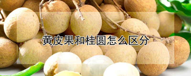 黃皮果和桂圓怎么區(qū)分