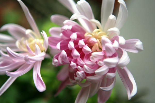 菊花冬天怎么過冬保護