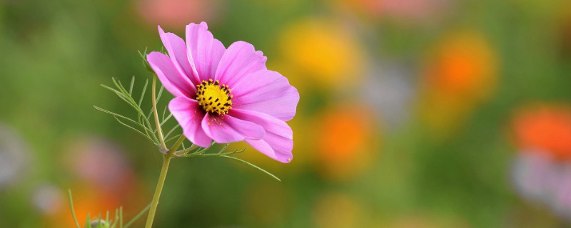 菊花秋天開嗎