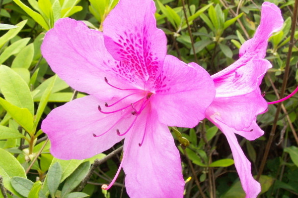 花期的杜鵑花如何澆水