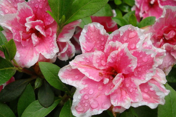 花期的杜鵑花如何澆水