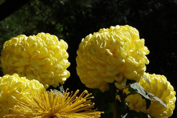 菊花夏天長什么樣