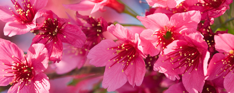 杜鵑花需要每天澆水么