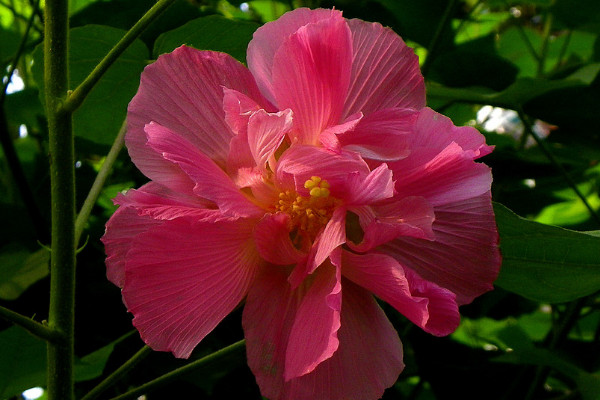 芙蓉花小苗多久能開花