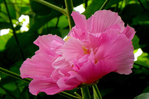 芙蓉花水培多長時間生根