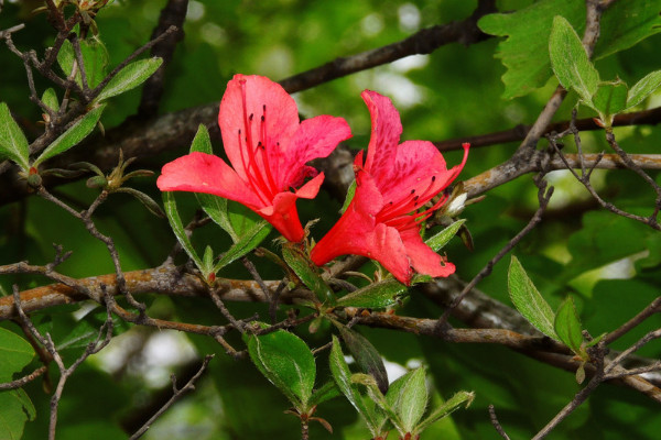 杜鵑花第二年還會開嗎