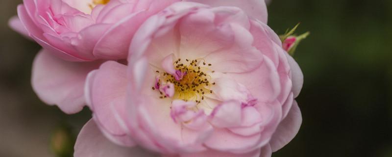 爬藤薔薇花怎樣過(guò)冬