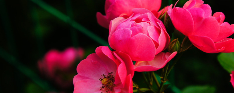 薔薇花怎么養家庭養法