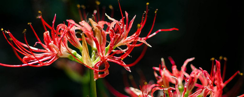 彼岸花冬天會(huì)開(kāi)花嗎