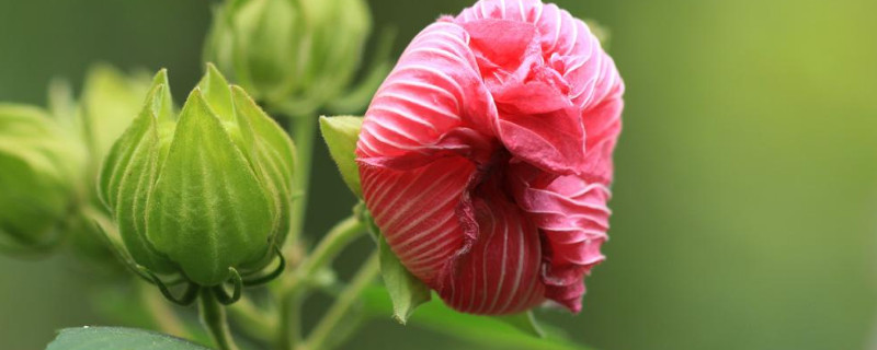 芙蓉花開花期間需要多澆水嗎