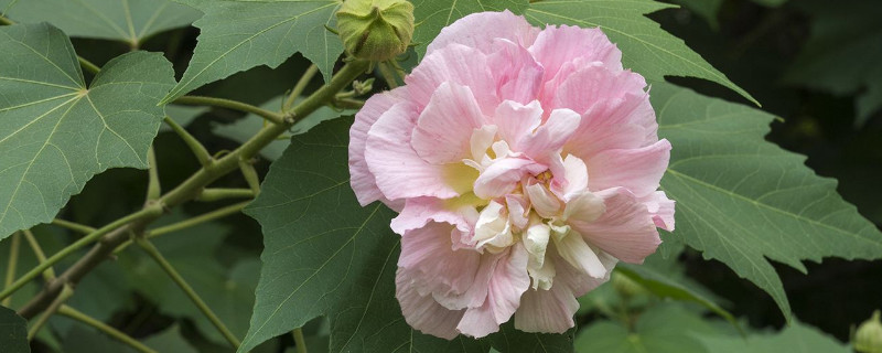 芙蓉花什么時(shí)候種植存活率高