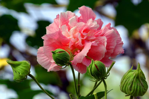 芙蓉花什么時候種植存活率高