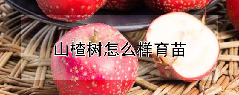 山楂樹怎么樣育苗