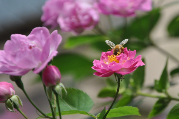 薔薇種幾年才開花