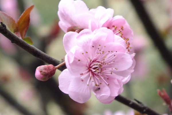 梅花怎么剪枝