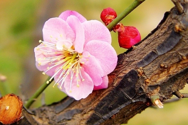 盆栽梅花怎么澆水