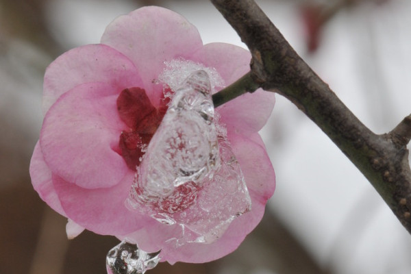 梅花老樁怎樣上盆