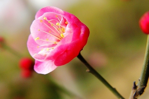 梅花有幾個花瓣