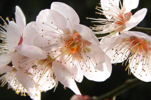 梅花有幾個花瓣