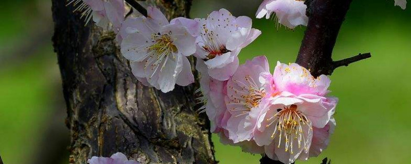 梅花冬天開花的原因