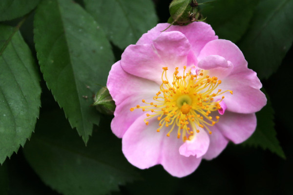 薔薇花水培方法和注意事項