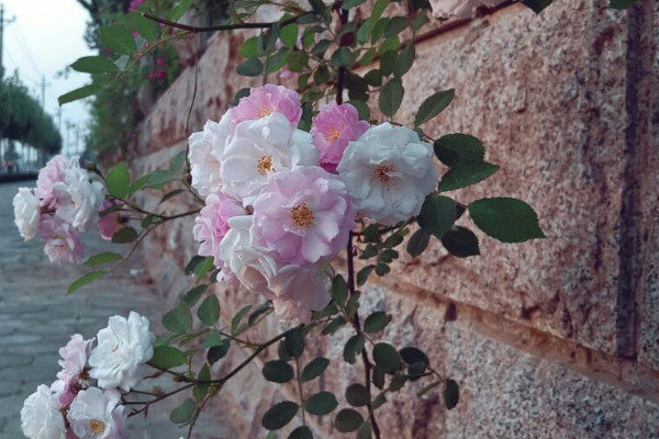 薔薇施什么肥開花會多