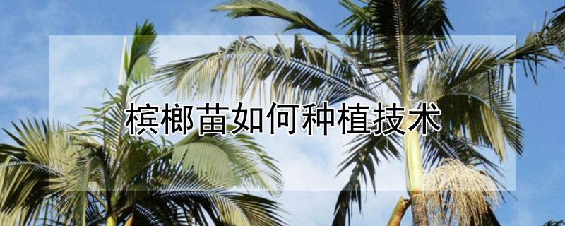 檳榔苗如何種植技術(shù)