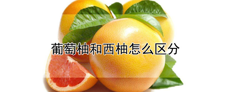 葡萄柚和西柚怎么區(qū)分