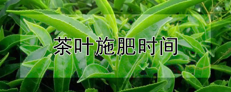 茶葉施肥時間