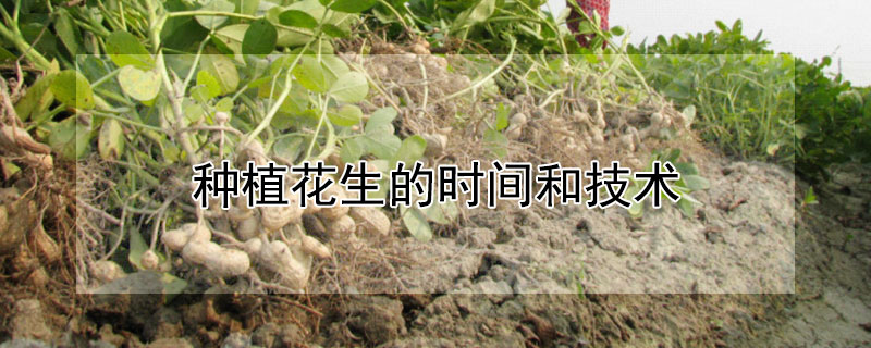 種植花生的時(shí)間和技術(shù)