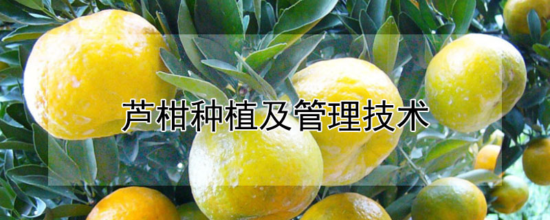 蘆柑種植及管理技術(shù)