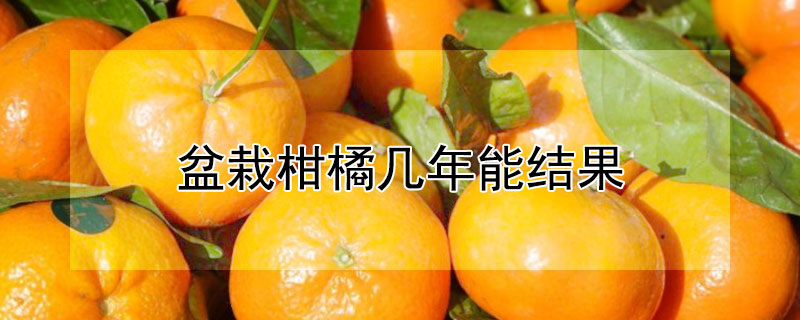 盆栽柑橘幾年能結(jié)果