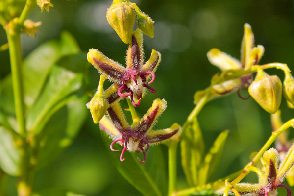 紫羅蘭春天開(kāi)花嗎