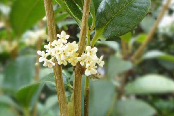 怎么讓桂花樹快速發芽