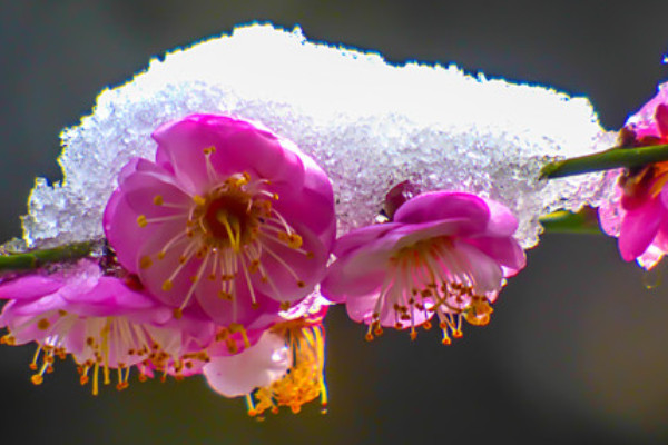 梅花樹葉枯萎補救辦法