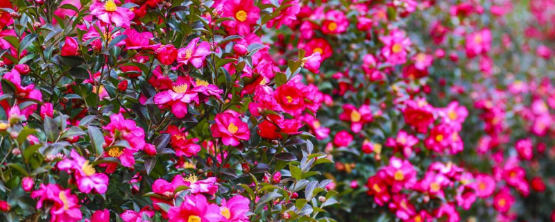 茶梅和茶花的區(qū)別