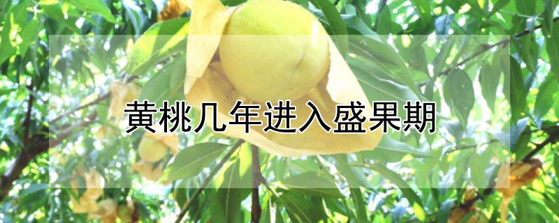 黃桃幾年進入盛果期