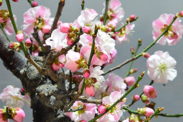 梅花春天開嗎