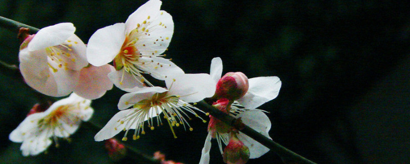 梅花夏天開花嗎